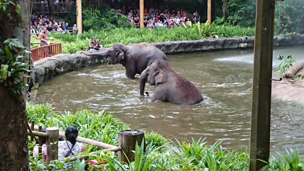 気持ちよさそうに出てくるゾウ